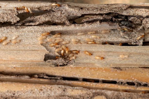 Best Commercial Pest Control Services  in Greenbriar, VA