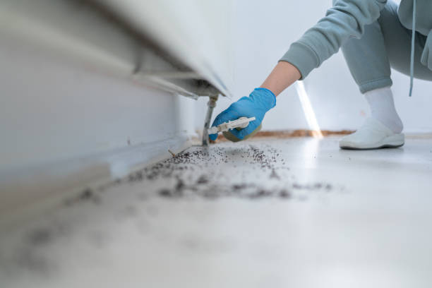 Best Mosquito Control Services  in Greenbriar, VA